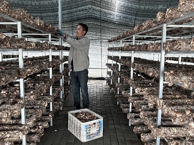 尉犁:食用菌产业撑起助农增收致富伞