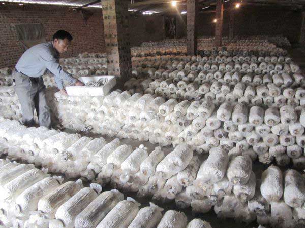 食用菌生产技术 杏鲍菇栽培
