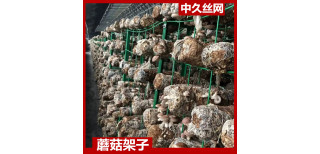 种植食用菌用的网格片杏鲍菇网架铁丝网