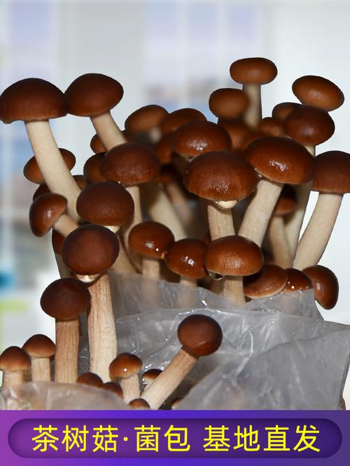 茶树菇蘑菇种植菌包阳台种蘑菇菌种菌棒菌菇种家庭室内种植食用菌
